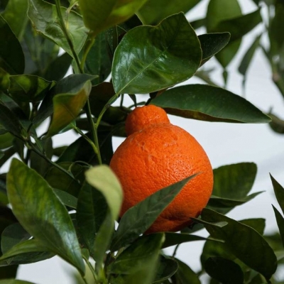 Minneola tangelo